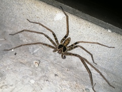 Heteropoda tetrica