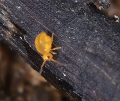 Sminthurinus aureus