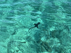 Carcharhinus galapagensis