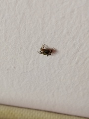 Thorelliola ensifera