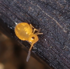 Sminthurinus aureus