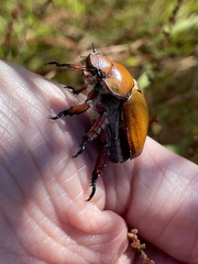 Anoplognathus hirsutus
