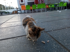 Felis catus