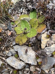 Brachyglottis bellidioides