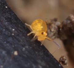 Sminthurinus aureus