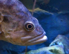 Sebastes auriculatus