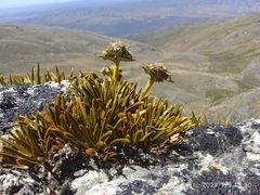 Aciphylla simplex