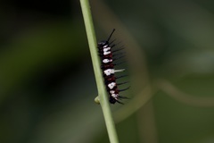 Cethosia penthesilea