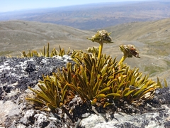 Aciphylla simplex