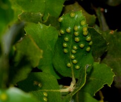 Aceria quercina