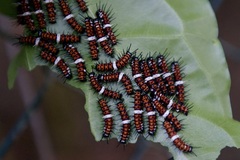 Cethosia penthesilea