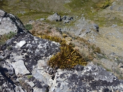 Aciphylla simplex