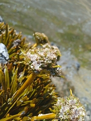 Aciphylla simplex