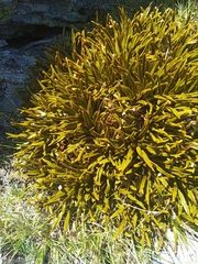 Aciphylla simplex
