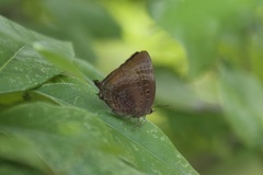 Arhopala madytus
