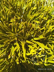 Aciphylla simplex