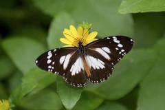 Danaus affinis