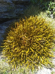 Aciphylla simplex