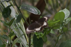 Papilio fuscus