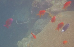 Pseudanthias