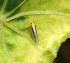 Cicadulina