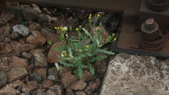 Senecio dubitabilis