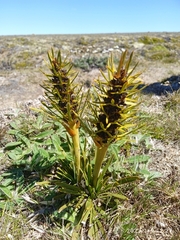 Aciphylla hectori