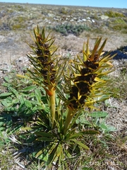 Aciphylla hectori