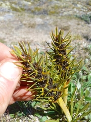 Aciphylla hectori