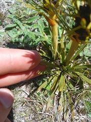 Aciphylla hectori