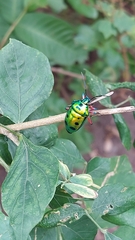 Calliphara excellens