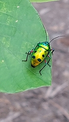 Calliphara excellens