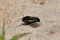 Stictia