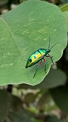 Calliphara excellens