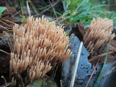 Ramaria stricta