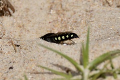 Stictia
