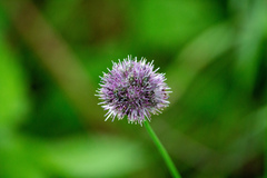 Allium strictum