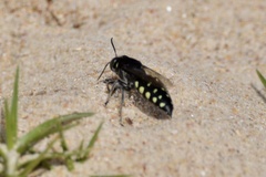 Stictia