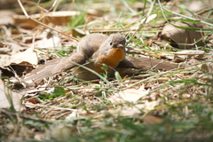 Red-Breasted Flycatcher photo 2