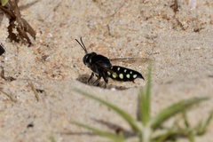 Stictia