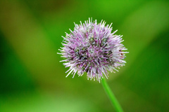 Allium strictum