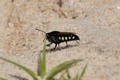 Stictia