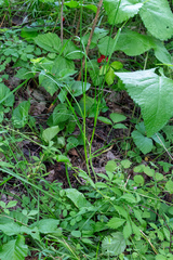 Allium strictum