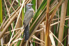 Cacomantis merulinus querulus