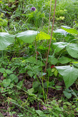 Allium strictum