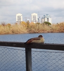 Alopochen aegyptiaca