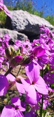 Hesperis matronalis