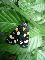 Callimorpha dominula