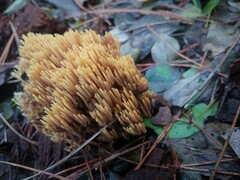 Ramaria stricta
