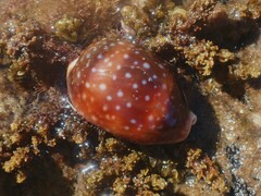 Lyncina vitellus